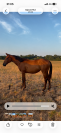 Pouliche 2025 Catchar Mail x Conrad 