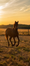 Pouliche 2025 Catchar Mail x Conrad 