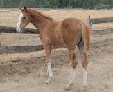 Foal m&acirc;le a r&eacute;server.