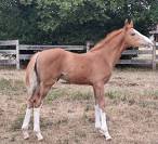 Foal m&acirc;le a r&eacute;server.