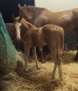 Foal m&acirc;le a r&eacute;server.