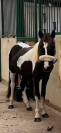 Poney &agrave; vendre de 6 ans &agrave; finir de former