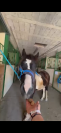 Poney &agrave; vendre de 6 ans &agrave; finir de former