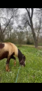 Poney &agrave; vendre de 6 ans &agrave; finir de former