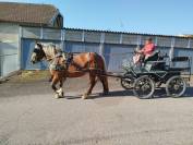 Menotte, Jument Comtoise PP