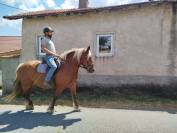 Menotte, Jument Comtoise PP