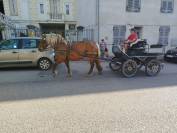 Menotte, Jument Comtoise PP