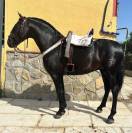 EXCLUSIVO PRE NEGRO | 4 A&Ntilde;OS | ESCALERA | 1.70M