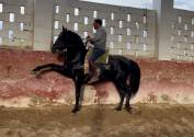 EXCLUSIVO PRE NEGRO | 4 A&Ntilde;OS | ESCALERA | 1.70M