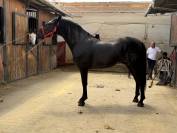 EXCLUSIVO PRE NEGRO | 4 A&Ntilde;OS | ESCALERA | 1.70M