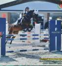 Pony castrone del 2017  baio scuro