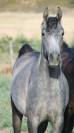 Superbe poulain "straight egyptian"