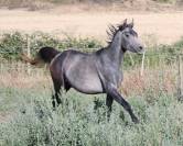 Superbe poulain "straight egyptian"