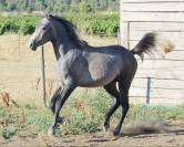 Superbe poulain "straight egyptian"
