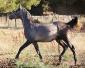 Superbe poulain "straight egyptian"