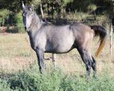 Superbe poulain "straight egyptian"