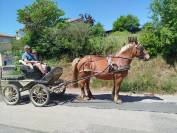 Margot, Jument Comtoise PP