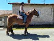 Margot, Jument Comtoise PP