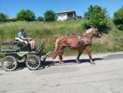 Margot, Jument Comtoise PP