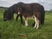 Poney shetland poulain