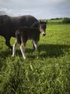 Poney shetland poulain