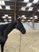 Cheval &agrave; vendre sorti en Complet, CSO 