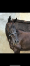 Cheval &agrave; vendre sorti en Complet, CSO 
