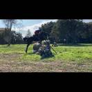 Cheval &agrave; vendre sorti en Complet, CSO 