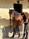 VENTE HONGRE COB NORMAND