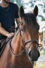 VENTE HONGRE COB NORMAND