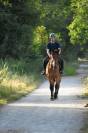 VENTE HONGRE COB NORMAND