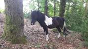 Poney hongre