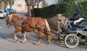 Iris, jument Comtoise PP