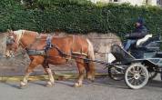 Iris, jument Comtoise PP