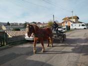 Iris, jument Comtoise PP
