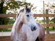 HONGRE 4 ans, force, sang et moyens