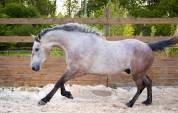 HONGRE 4 ans, force, sang et moyens