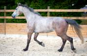 HONGRE 4 ans, force, sang et moyens