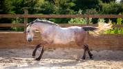HONGRE 4 ans, force, sang et moyens