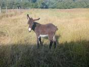jolie petiite anesse