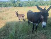 jolie petiite anesse