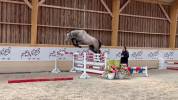 Hongre de 3 ans, force, sang, proche de l'homme