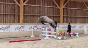 Hongre de 3 ans, force, sang, proche de l'homme