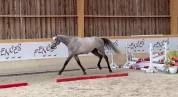 Hongre de 3 ans, force, sang, proche de l'homme