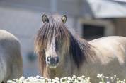 Poulini&egrave;re shetland interm&eacute;diaire PP, 9 ans, Bai dun
