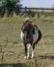 Poulini&egrave;re shetland interm&eacute;diaire PP, 9 ans, Bai dun