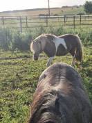 Poulini&egrave;re shetland interm&eacute;diaire PP, 9 ans, Bai dun