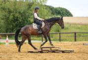 Cheval de Sport Irlandais - Belle opportunit&eacute; 