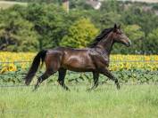 Cheval de Sport Irlandais - Belle opportunit&eacute; 