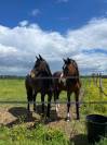 Cheval de Sport Irlandais - Belle opportunit&eacute; 